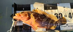 アコウの釣果
