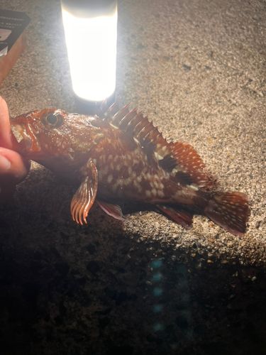 ガシラの釣果