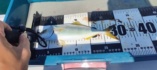 ツバスの釣果