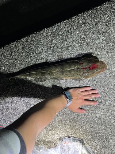 マゴチの釣果