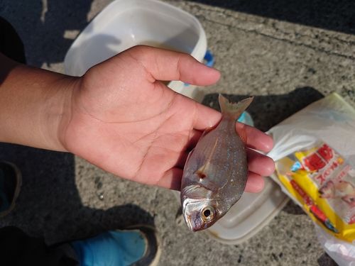 チダイの釣果