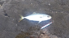 ワカシの釣果