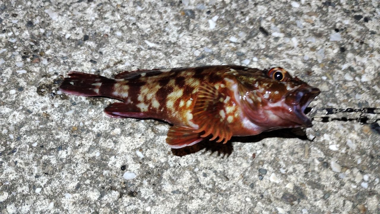 カサゴ