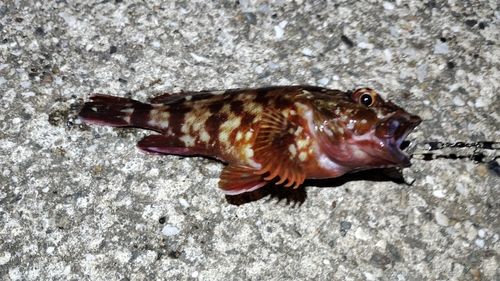 カサゴの釣果