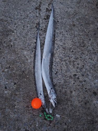 タチウオの釣果
