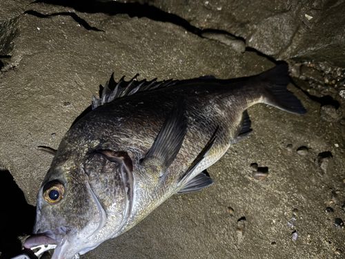 チヌの釣果