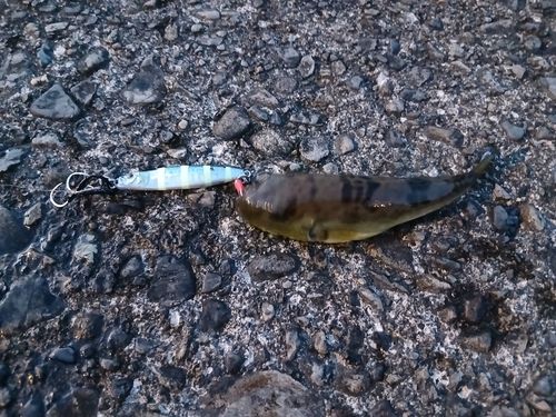 フグの釣果