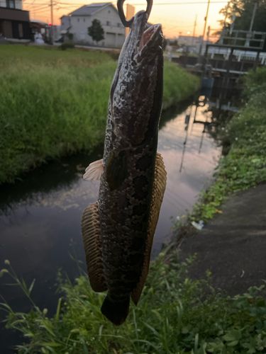 ライギョの釣果
