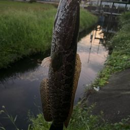 ライギョ