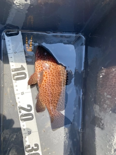 オオモンハタの釣果