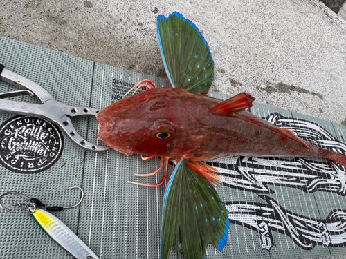 ホウボウの釣果