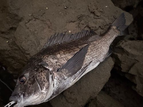 チヌの釣果