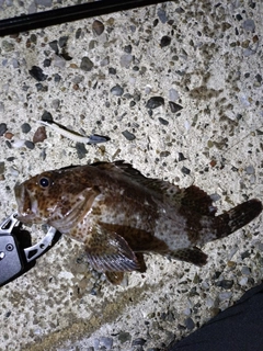 ムラソイの釣果