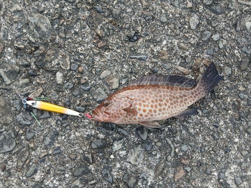 オオモンハタの釣果