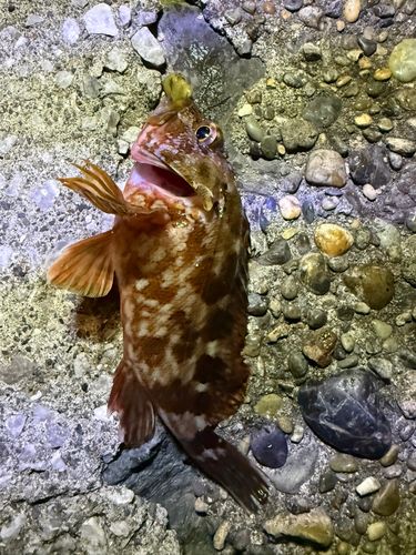 ガシラの釣果