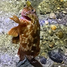 ガシラ