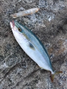ツバスの釣果