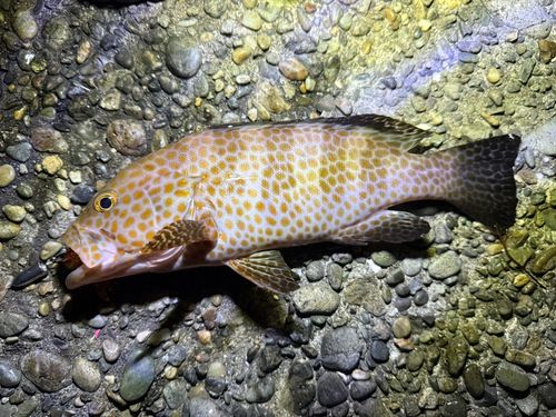 オオモンハタの釣果