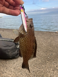オオモンハタの釣果