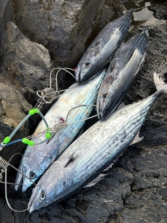 ハガツオの釣果
