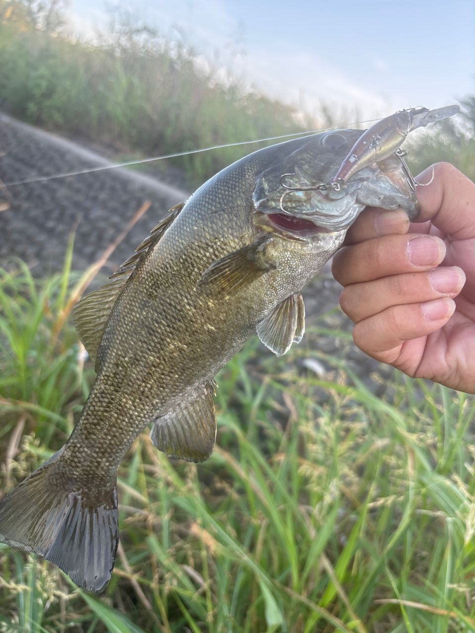 スモールマウスバス