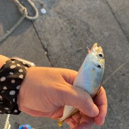アジ