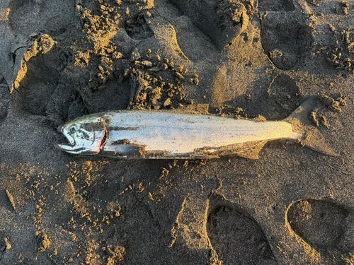 アキアジの釣果