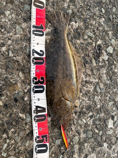 ヒラメの釣果