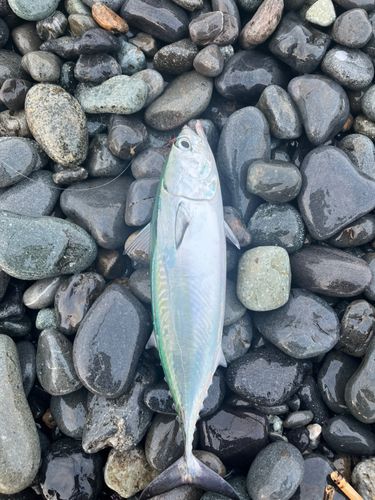 駿河湾