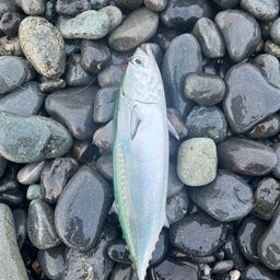 ソウダガツオ
