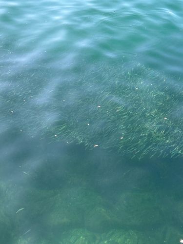 別府湾