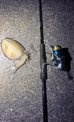 モンゴウイカの釣果