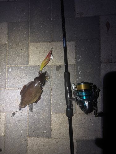 モンゴウイカの釣果