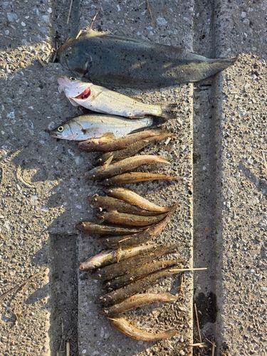 マハゼの釣果