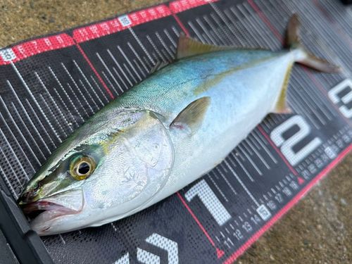 ツバスの釣果