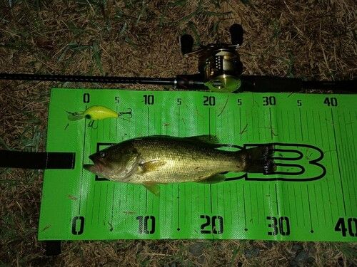 ブラックバスの釣果