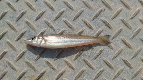 シロギスの釣果