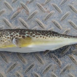 ショウサイフグ