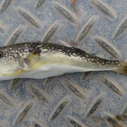 ショウサイフグ