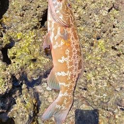 アカジンミーバイ