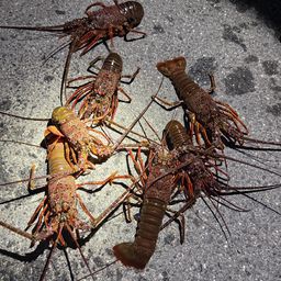 イセエビ