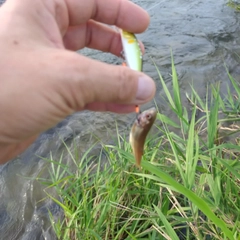 アブラハヤの釣果