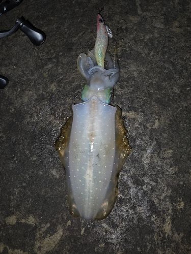 アオリイカの釣果