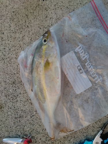 ネリゴの釣果