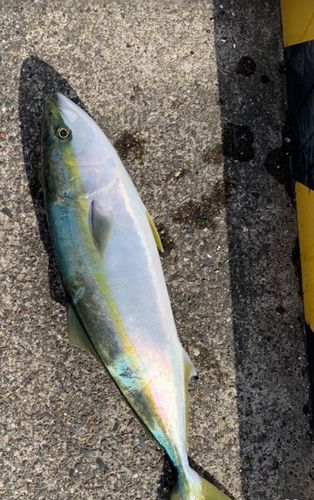 イナダの釣果