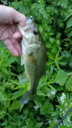 ブラックバスの釣果