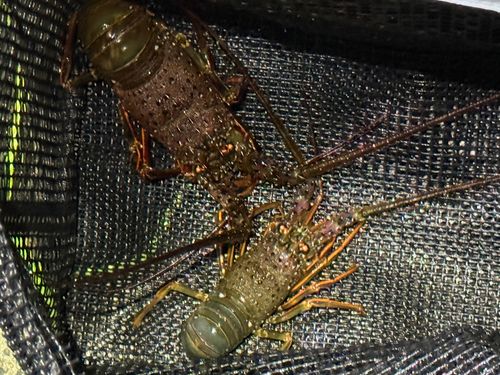イセエビの釣果