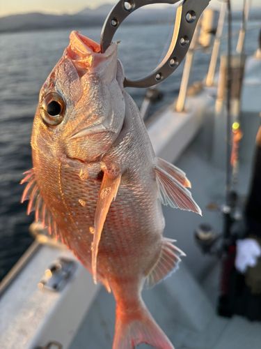 マダイの釣果