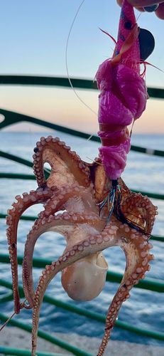 タコの釣果