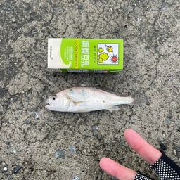 イシモチ